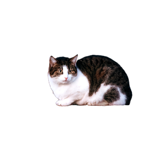 Charming Feline Perched On A Brick Fence In Konin, Poland. 19557 - Cat PNG image with transparent background